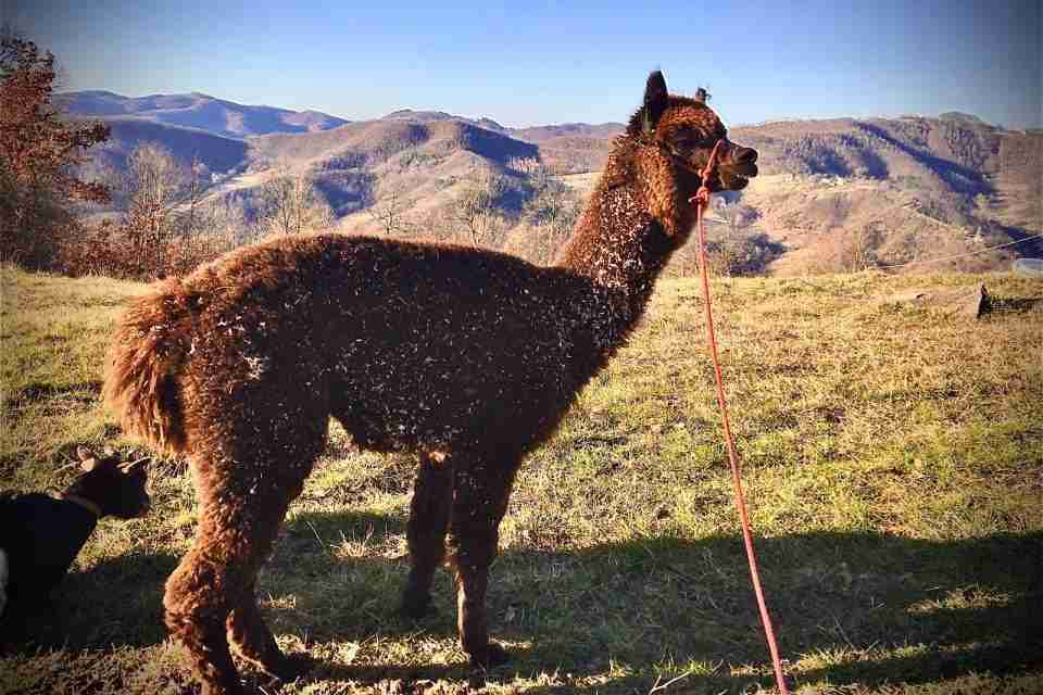 alpaca