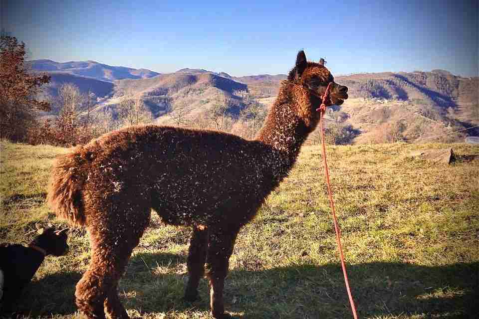 alpaca